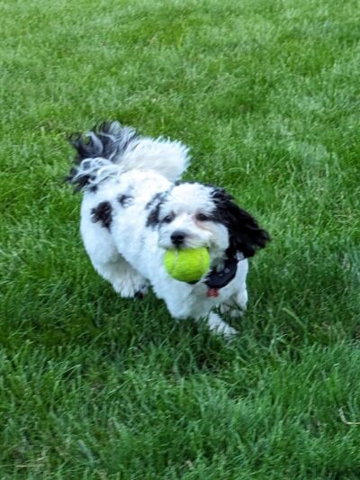 Bluffton K-9 Kommons Dog Park - Bluffton, IN