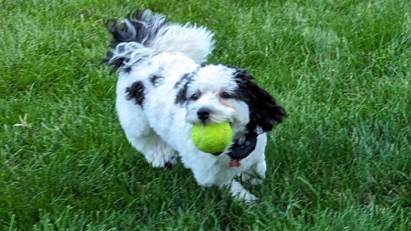 Bluffton K-9 Kommons Dog Park - Bluffton, IN