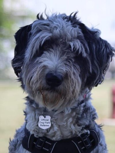 Bluffton K-9 Kommons Dog Park - Bluffton, IN