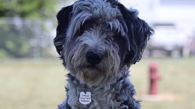 Bluffton K-9 Kommons Dog Park - Bluffton, IN