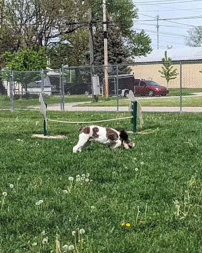 Bluffton K-9 Kommons Dog Park - Bluffton, IN