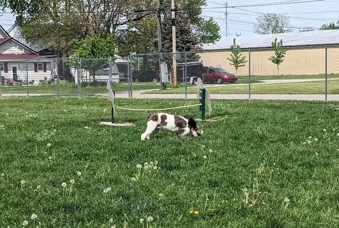 Bluffton K-9 Kommons Dog Park - Bluffton, IN