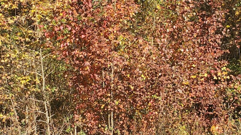 Blythewood Park - Blythewood, SC