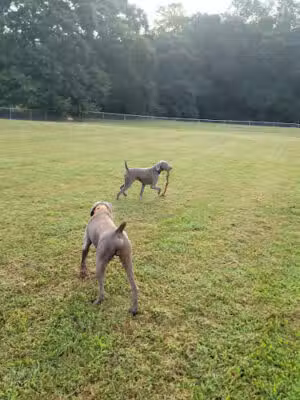 Oconee Veterans Park Bark Park - Bogart, GA