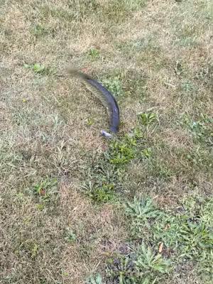 Cedar Park - Bonduel, WI