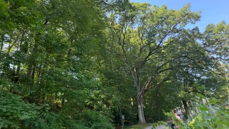 Grace Lord Park - Boonton, NJ