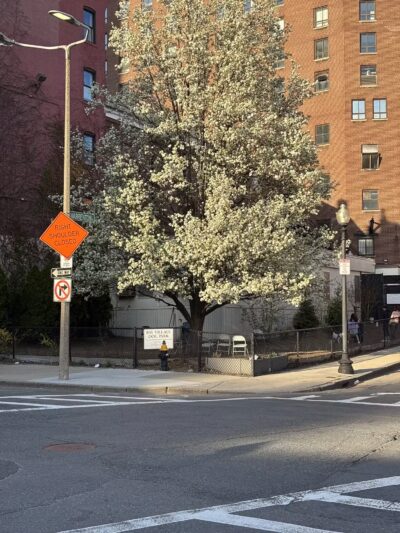Bay Village Dog Park - Boston, MA