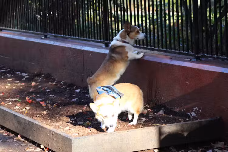 Carleton Court Dog Park - Boston, MA