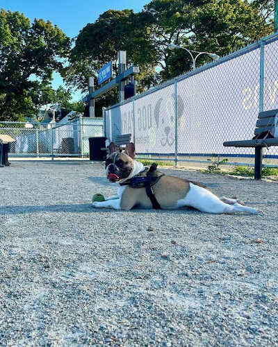 Dog Park at The Track - Boston, MA