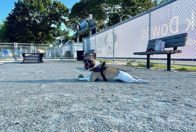 Dog Park at The Track - Boston, MA