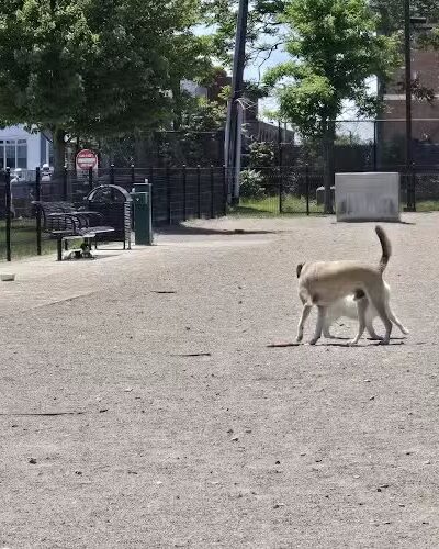 East 1st Dog Park - Boston, MA