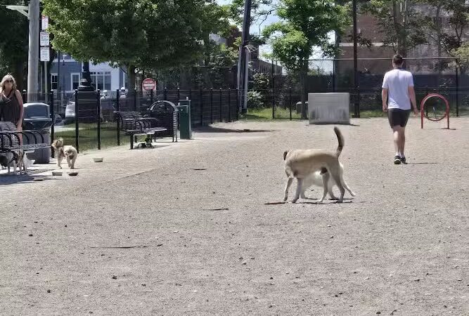 East 1st Dog Park - Boston, MA