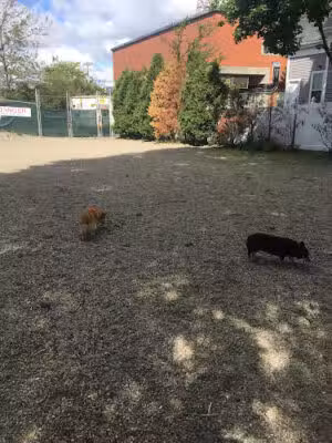Mansfield Street Dog Park - Boston, MA