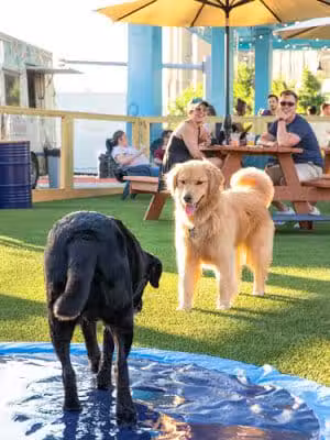 Park-9 Dog Bar - Boston, MA