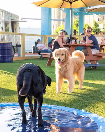 Park-9 Dog Bar - Boston, MA