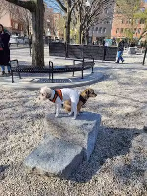 Peters Park Dog Park - Boston, MA