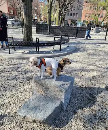 Peters Park Dog Park - Boston, MA