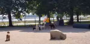 South Boston Bark Park - Boston, MA
