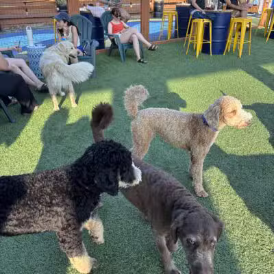 Park-9 Dog Bar - Boston, MA
