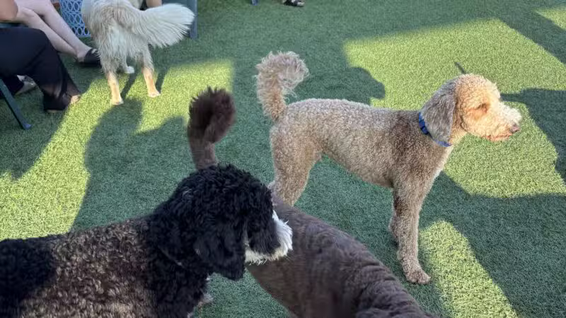 Park-9 Dog Bar - Boston, MA