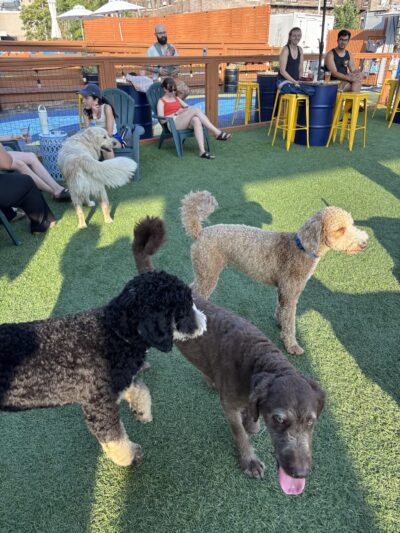 Park-9 Dog Bar - Boston, MA