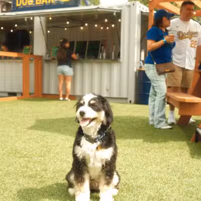 Park-9 Dog Bar - Boston, MA