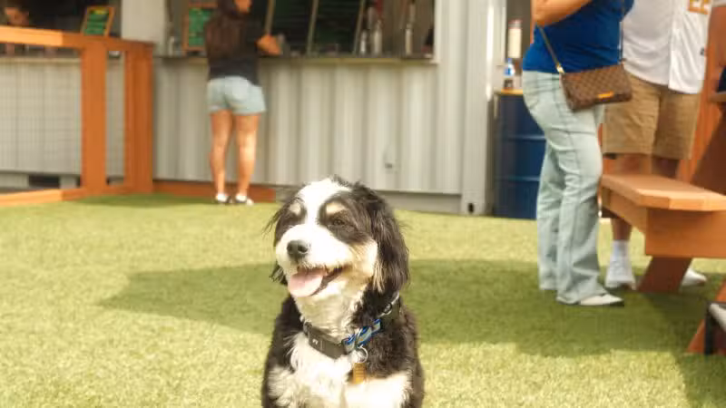 Park-9 Dog Bar - Boston, MA