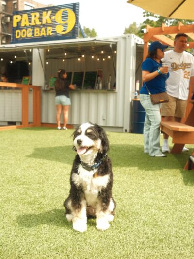 Park-9 Dog Bar - Boston, MA