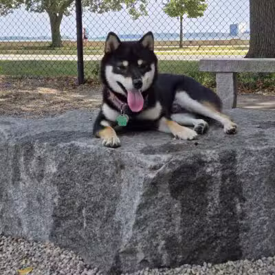 South Boston Bark Park - Boston, MA