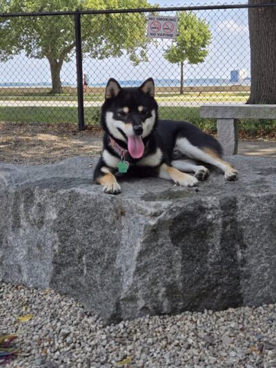 South Boston Bark Park - Boston, MA