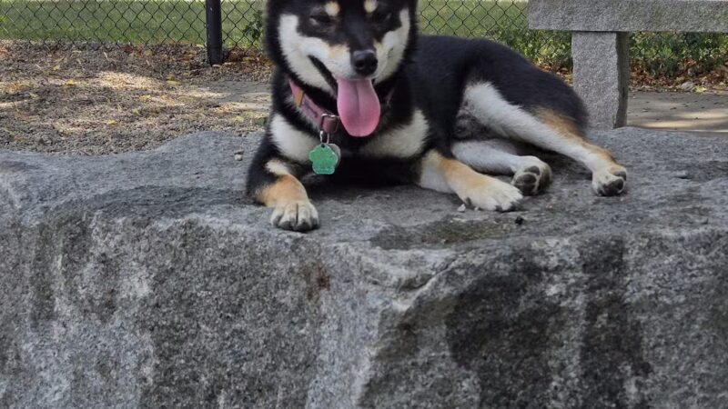 South Boston Bark Park - Boston, MA