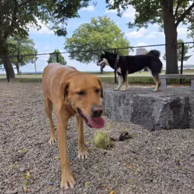 South Boston Bark Park - Boston, MA