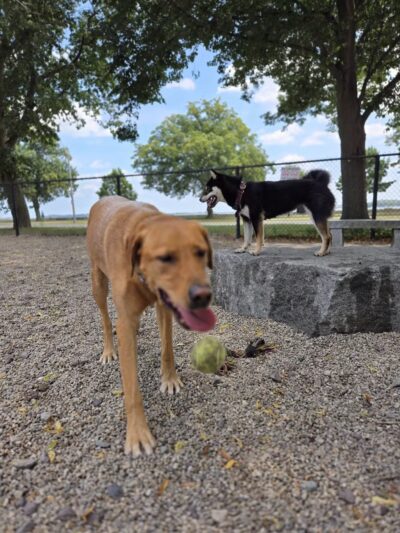 South Boston Bark Park - Boston, MA