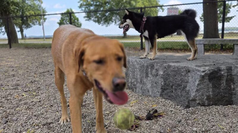 South Boston Bark Park - Boston, MA