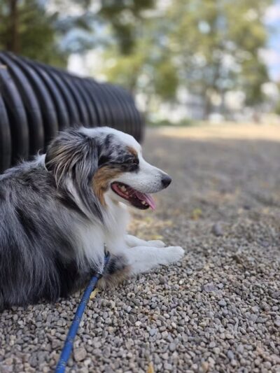 South Boston Bark Park - Boston, MA