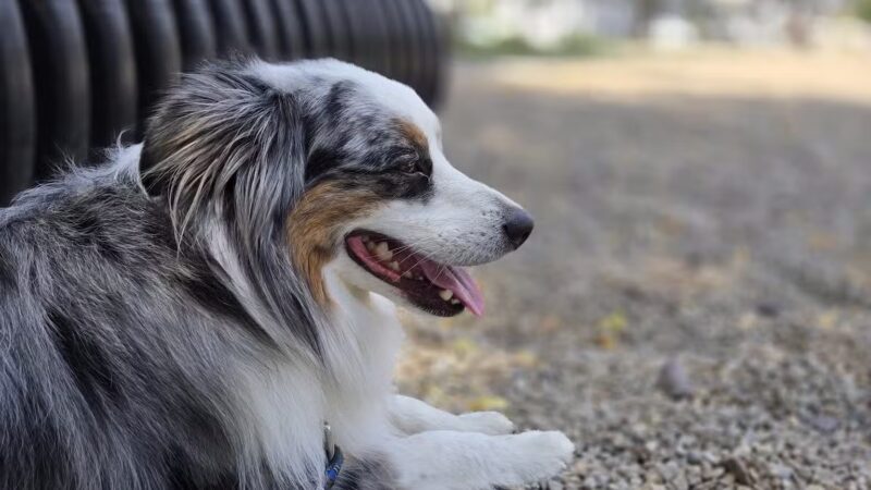 South Boston Bark Park - Boston, MA