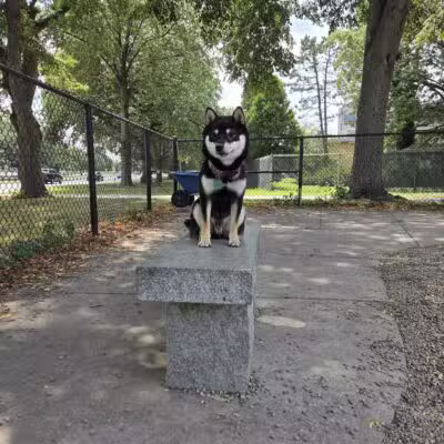 South Boston Bark Park - Boston, MA
