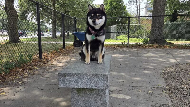 South Boston Bark Park - Boston, MA