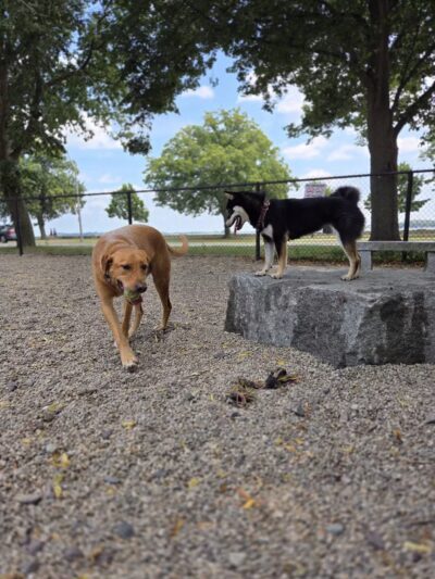South Boston Bark Park - Boston, MA