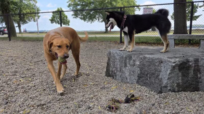South Boston Bark Park - Boston, MA