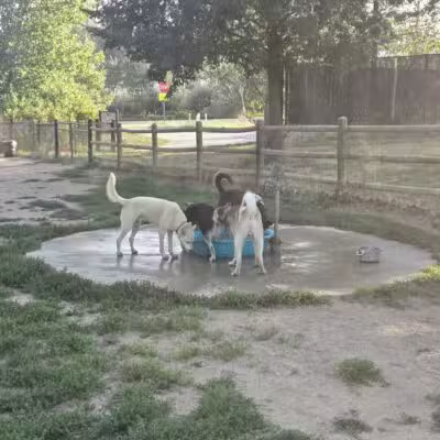 Valmont Dog Park - Boulder, CO