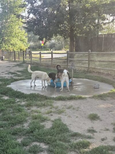 Valmont Dog Park - Boulder, CO