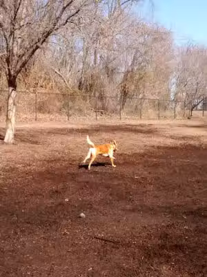 Bowie Dog Park - Bowie, MD