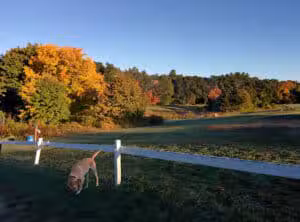 Flerra Meadows - Boxborough, MA