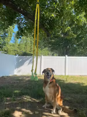 Wagsborough Playdates LLC - Boxborough, MA