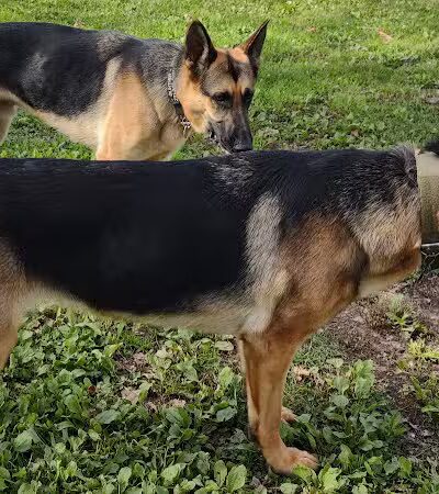 Ridge Run Dog Park - Boyne City, MI