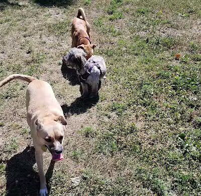 Ridge Run Dog Park - Boyne City, MI