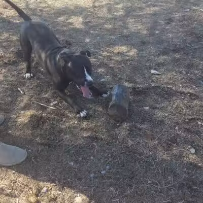 Ridge Run Dog Park - Boyne City, MI