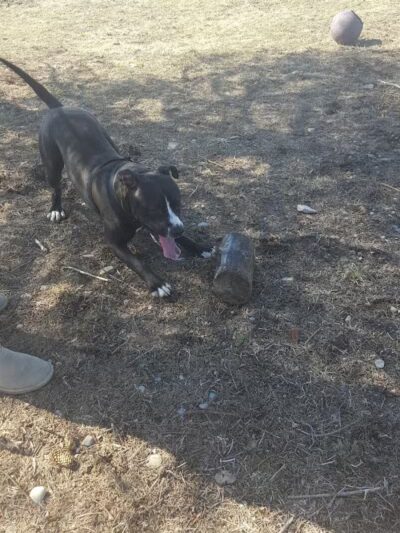 Ridge Run Dog Park - Boyne City, MI