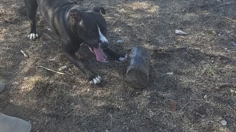 Ridge Run Dog Park - Boyne City, MI
